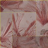 Peltigera horizontalis image
