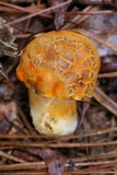 Gyroporus ballouii image