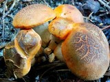 Gyroporus ballouii image