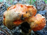 Tylopilus balloui image