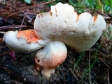 Gyroporus ballouii image