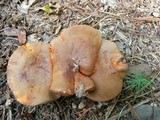 Tylopilus balloui image