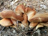 Gyroporus ballouii image
