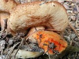 Tylopilus balloui image