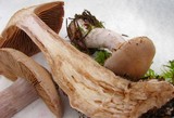Cortinarius malachius image