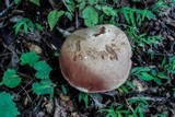 Tylopilus plumbeoviolaceus image