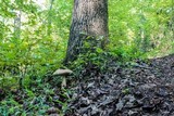 Tylopilus plumbeoviolaceus image