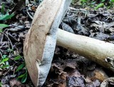 Tylopilus plumbeoviolaceus image