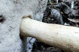Tylopilus plumbeoviolaceus image