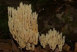Ramaria stricta image