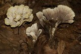 Thelephora vialis image