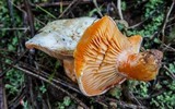 Lactarius salmoneus image