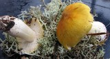 Tricholoma arvernense image