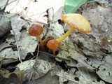 Hygrocybe psittacina var. perplexa image