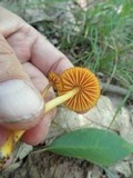 Hygrocybe psittacina var. perplexa image