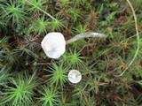Entoloma conicum image