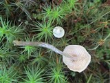 Entoloma conicum image