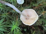 Entoloma conicum image