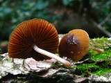Bolbitius viscosus image
