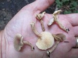 Lactarius griseus image