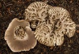 Sarcodon imbricatus image