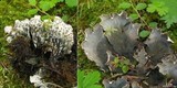 Peltigera scabrosa image