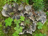 Peltigera scabrosa image