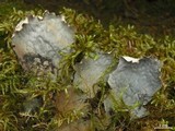 Peltigera scabrosa image