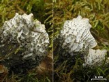 Peltigera scabrosa image