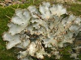 Peltigera neopolydactyla image