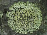 Parmeliopsis ambigua image