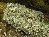 Nephroma arcticum image