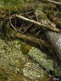Nephroma arcticum image