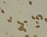Pholiota alnicola image