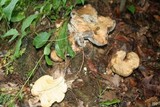Boletus pallidus image