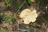 Boletus pallidus image