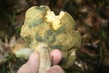 Boletus pallidus image