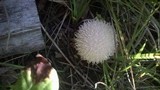 Lycoperdon pulcherrimum image