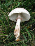 Leucoagaricus americanus image