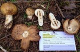 Russula grata image