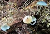 Mycena amicta image