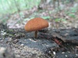 Pholiota granulosa image