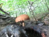Pholiota granulosa image