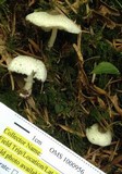 Leucocoprinus brebissonii image