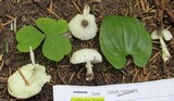 Leucocoprinus brebissonii image