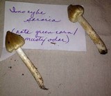 Inocybe sororia image