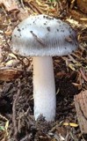 Amanita constricta image