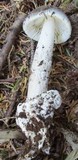 Amanita constricta image