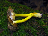 Hygrocybe caespitosa image