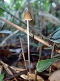 Entoloma dragonosporum image